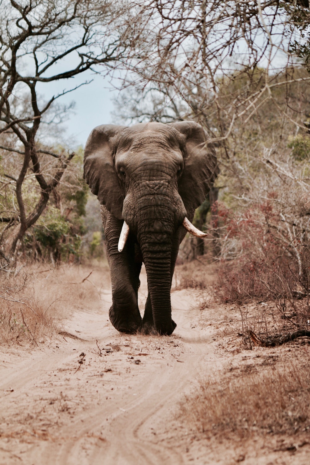 Black Elephant Walking On Brown Sand - Inpixio Photo Clip 9 , HD Wallpaper & Backgrounds