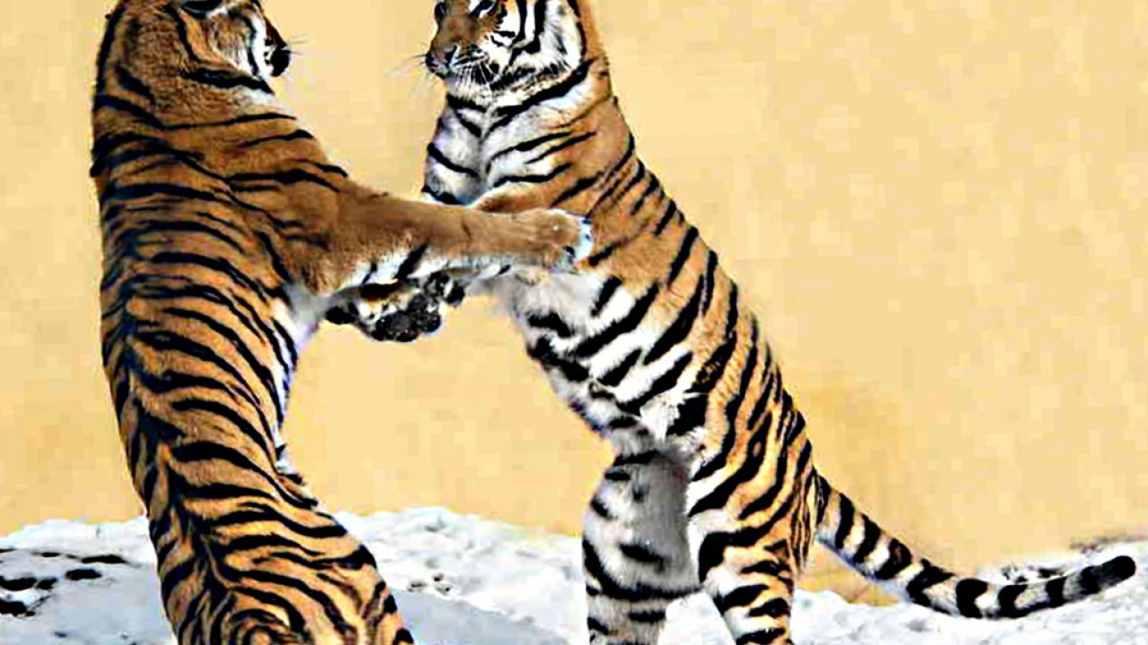 Wild Animal Wallpapers, Animal Kingdom, Cool Pets, - Siberian Tiger , HD Wallpaper & Backgrounds