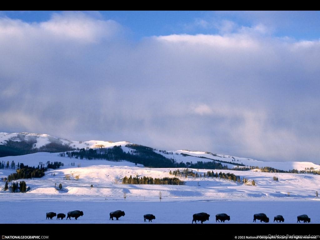 Winter Wildlife The Animal Kingdom Wallpapers Fanpop - Snowscape , HD Wallpaper & Backgrounds