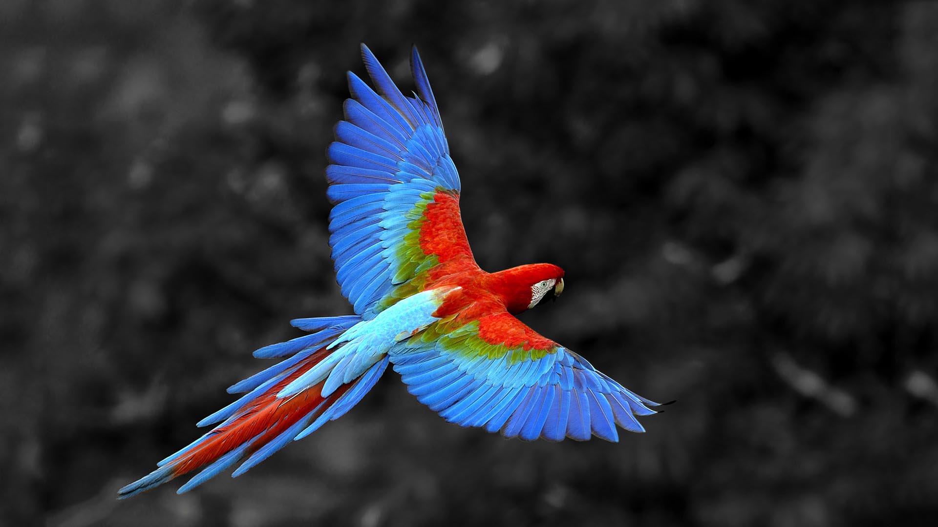 Parrot Wallpaper Animals Background - Parrot With Wings Open , HD Wallpaper & Backgrounds
