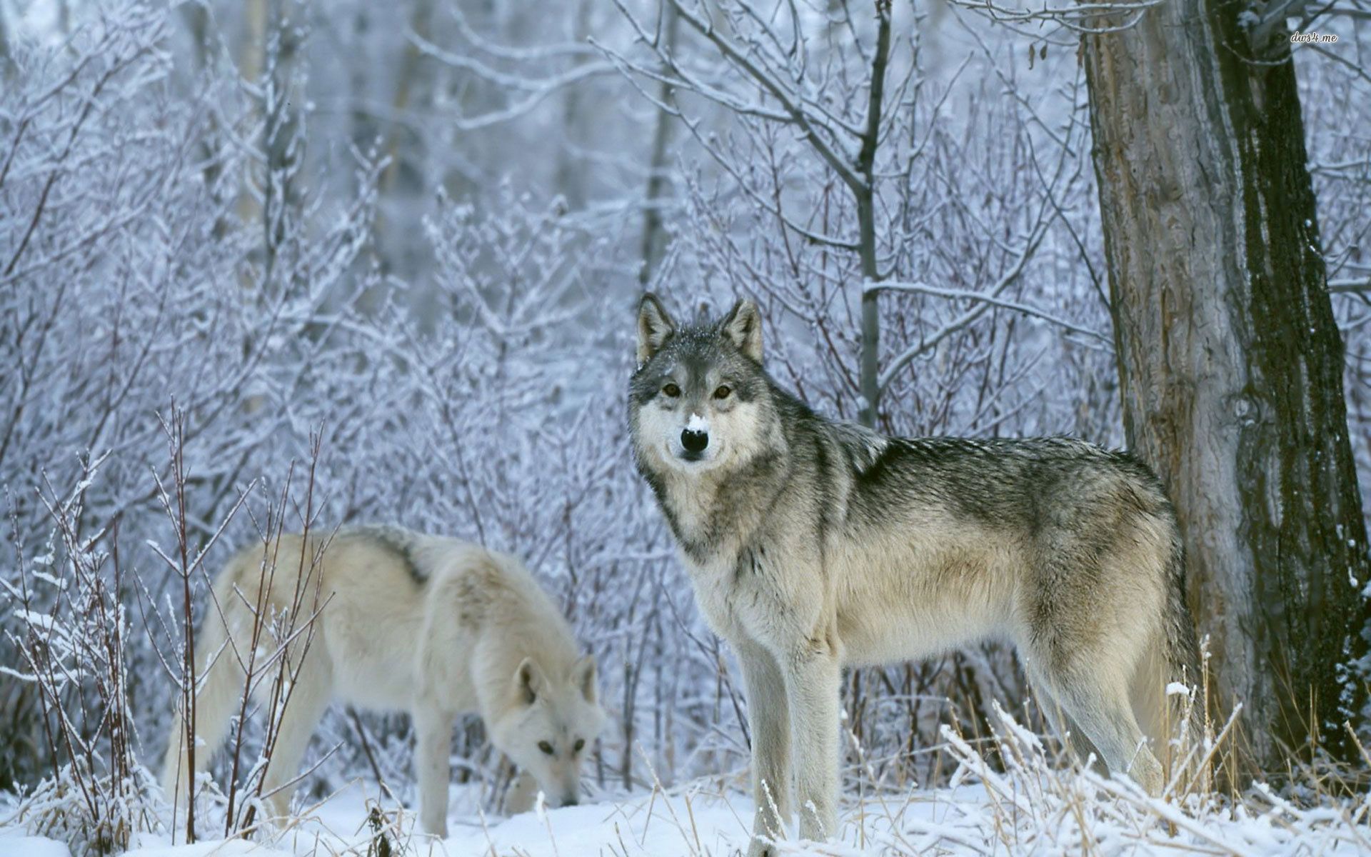 Wolfs In Winter Wallpaper - Волк В Зимнем Лесу , HD Wallpaper & Backgrounds