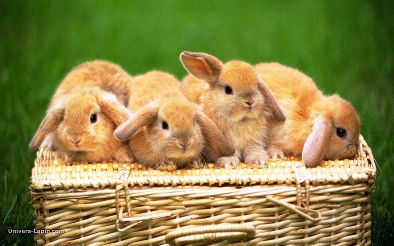 Cute Animal Wallpapers - Cute Pet Rabbits , HD Wallpaper & Backgrounds
