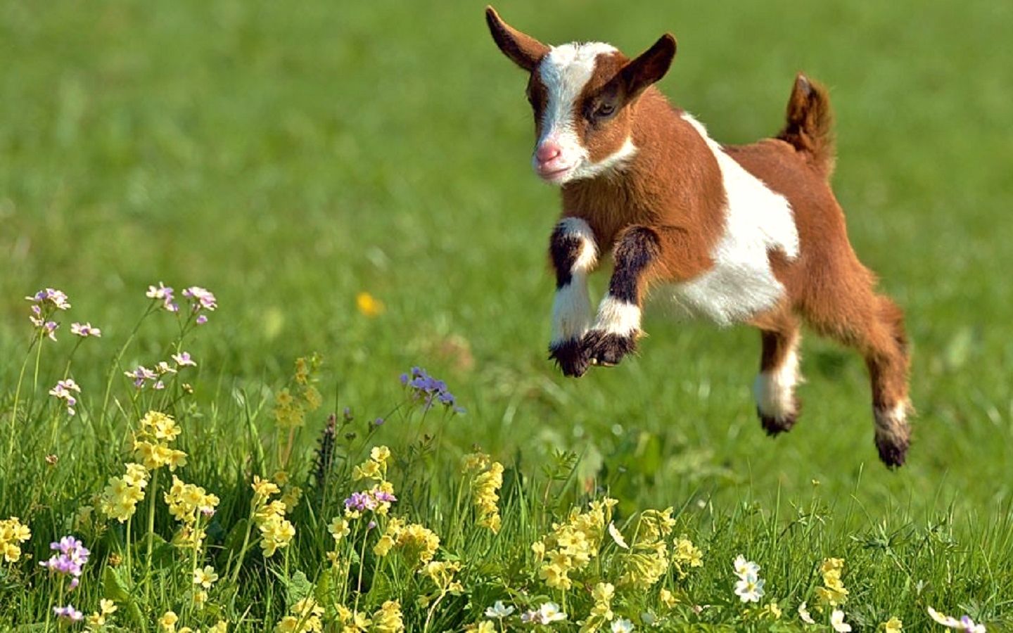 Sweet Animals Wallpaper - Baby Goat , HD Wallpaper & Backgrounds