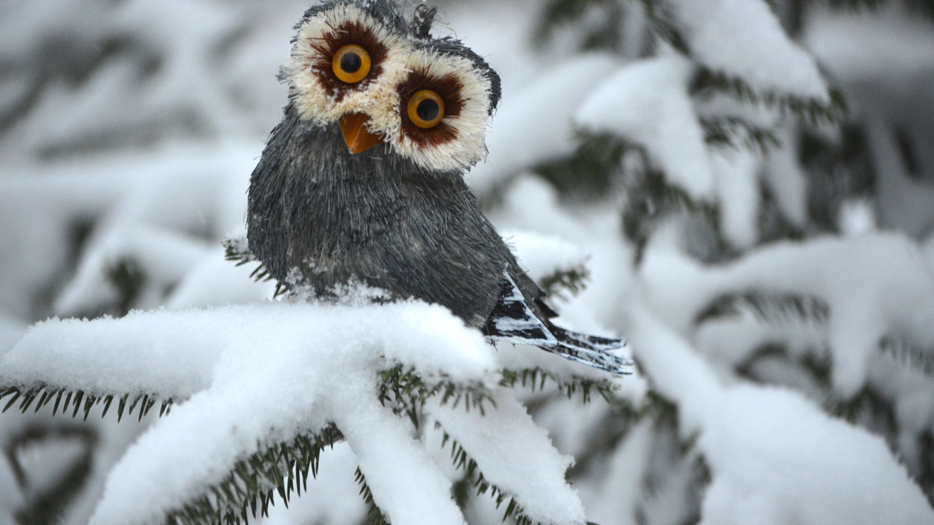 Cute Winter Animal Wallpaper - Owls Hd , HD Wallpaper & Backgrounds