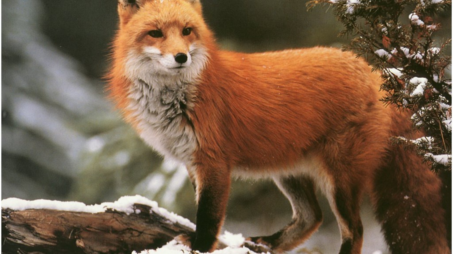 Winter Red Fox Animal - Red Fox , HD Wallpaper & Backgrounds