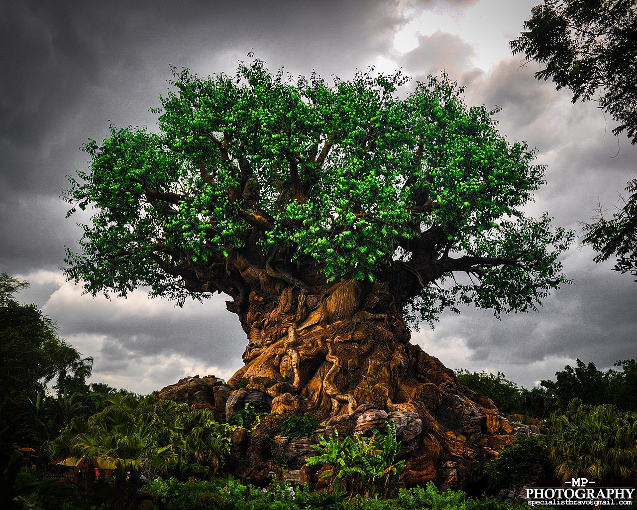 Tree Of Life, Animal Kingdom - Disney's Animal Kingdom , HD Wallpaper & Backgrounds