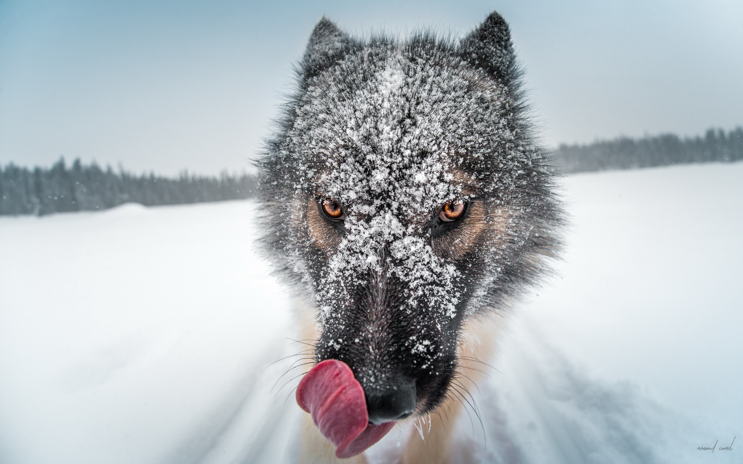 #depth Of Field, #closeup, #nature, #muzzles, #winter - Wolf Hd Close Up , HD Wallpaper & Backgrounds