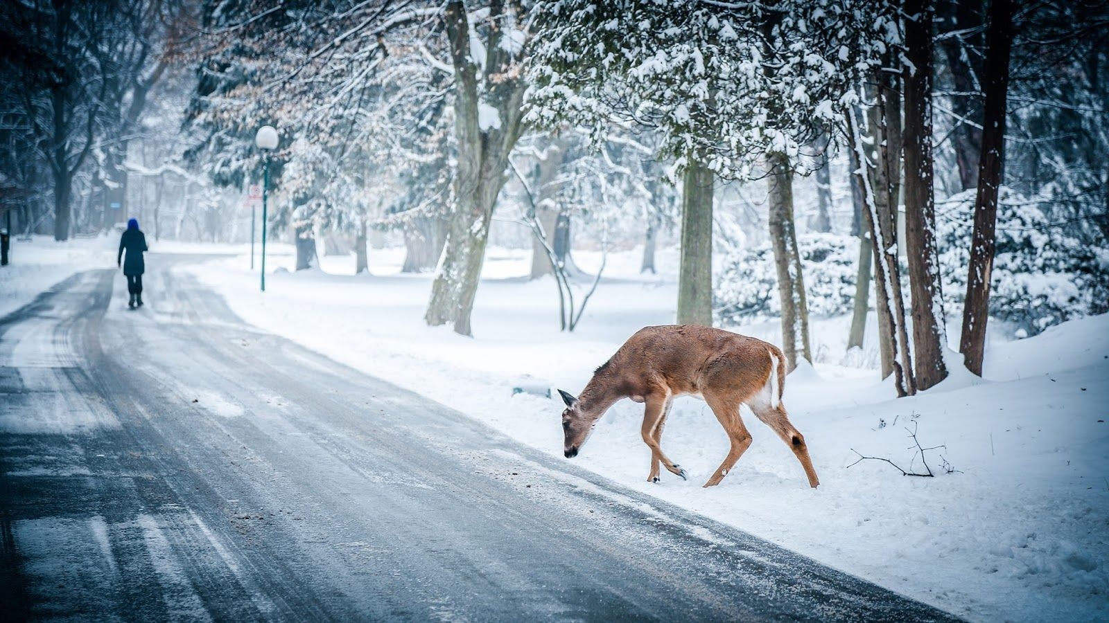 Full Hd Winter Animals Nature Wallpapers - Deer In Snowy Forest , HD Wallpaper & Backgrounds