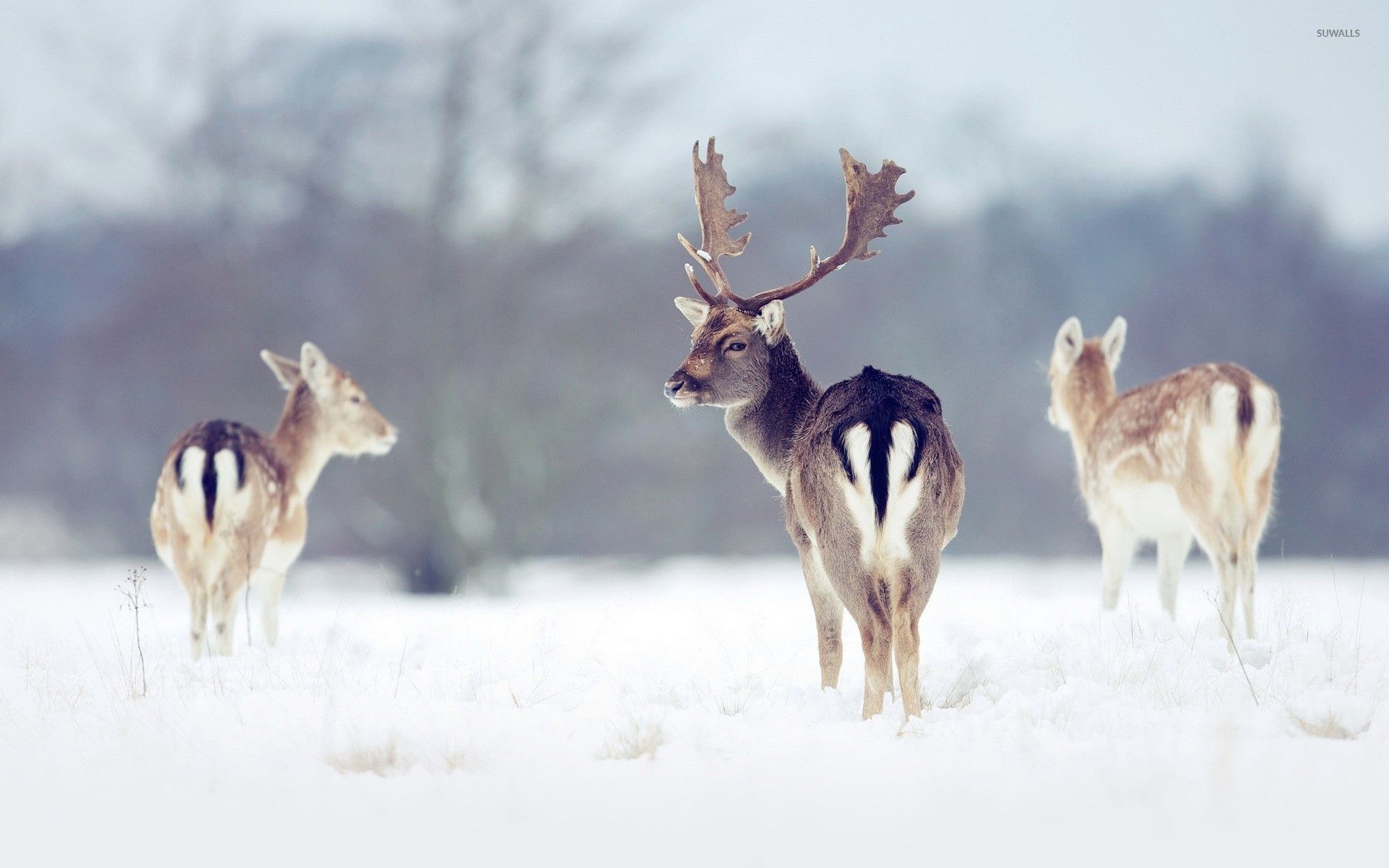 Deer Snow Winter - Hd Deer In Snow , HD Wallpaper & Backgrounds