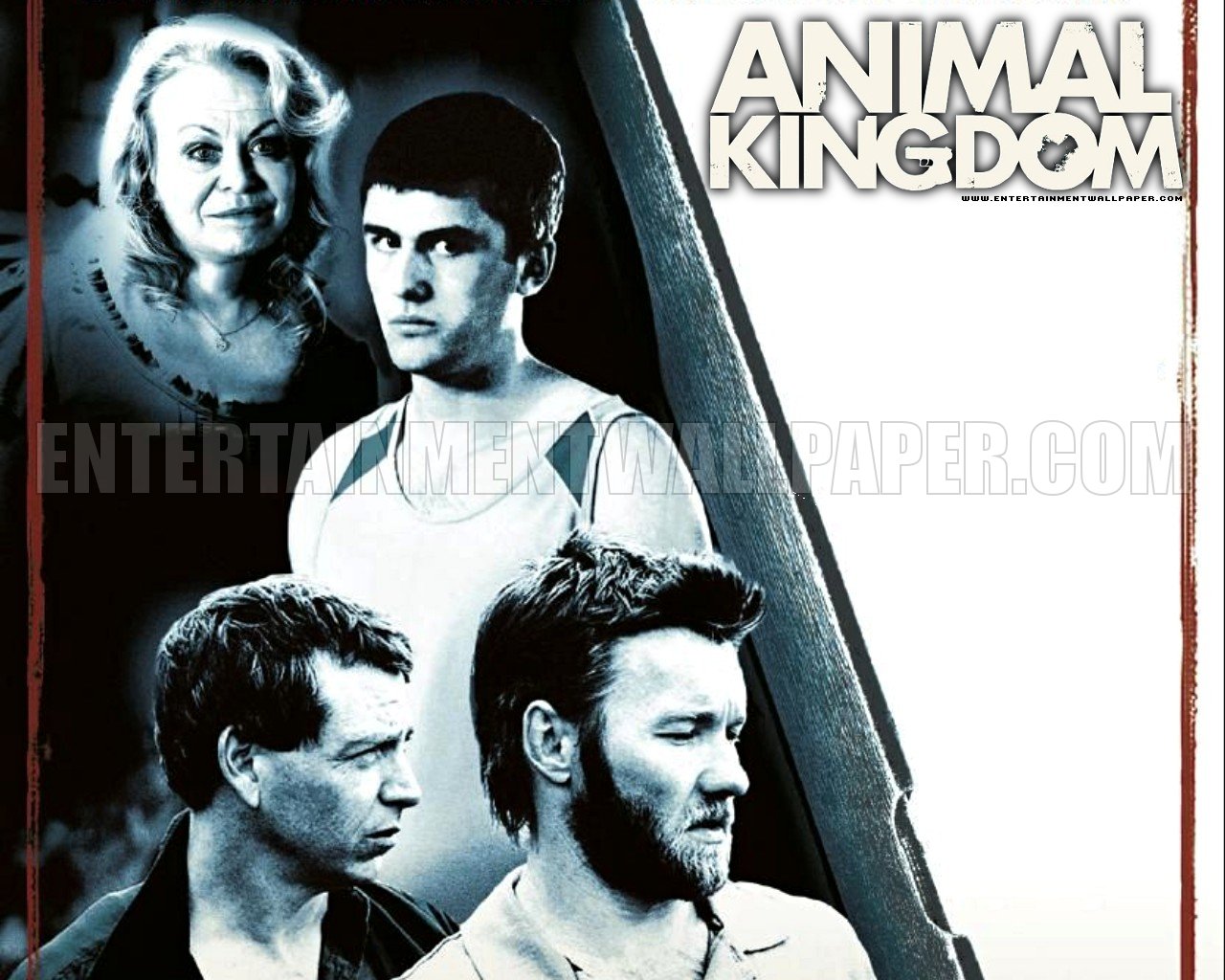 Animal Kingdom Wallpaper - Animal Kingdom Serie Dvd , HD Wallpaper & Backgrounds