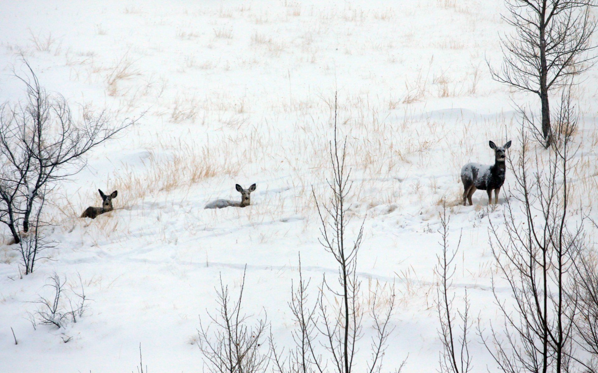 Free Winter Animal Wallpapers 1080p At Wildlife » Monodomo - Winter Deer Wallpaper Hd , HD Wallpaper & Backgrounds