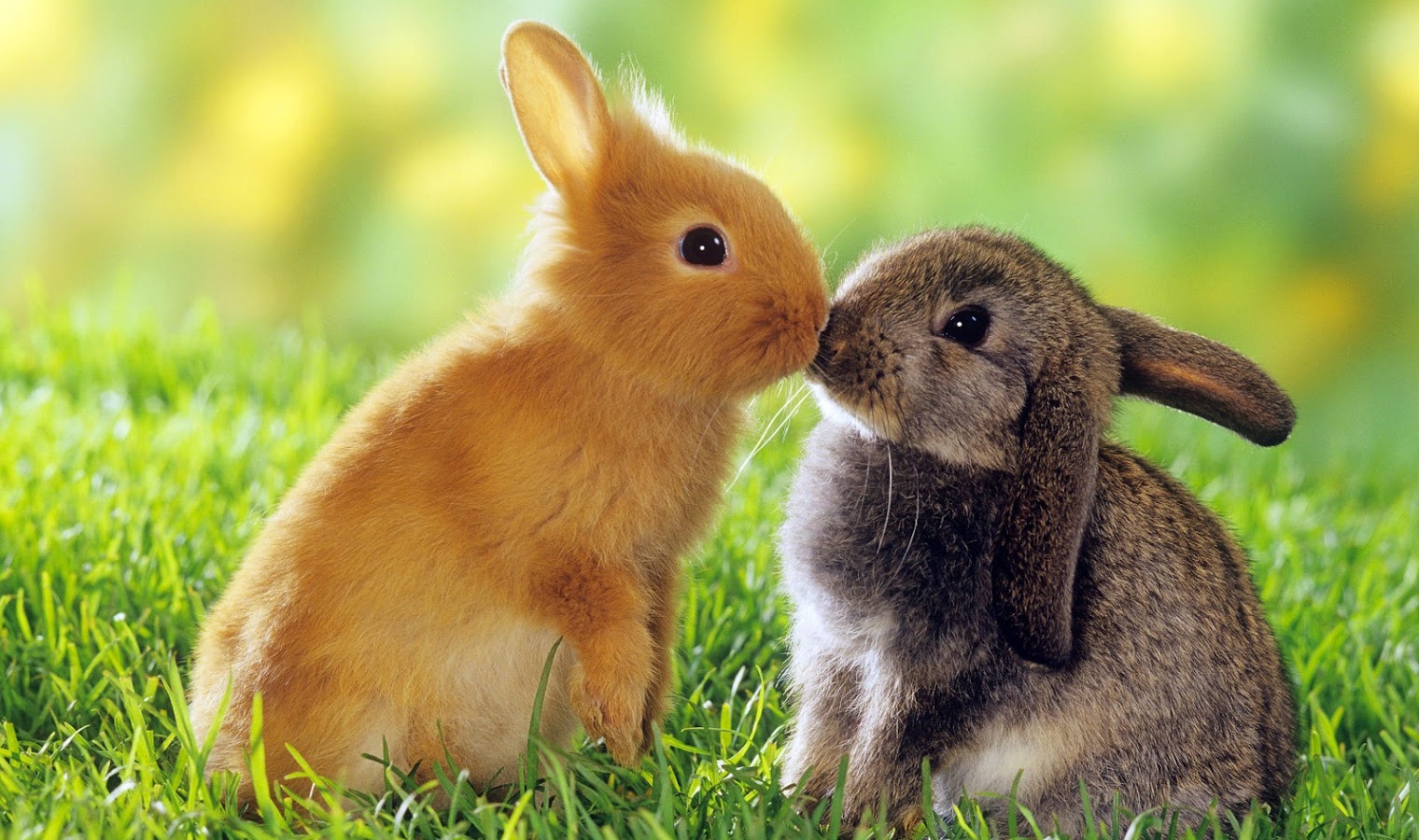 Click - Rabbit Kiss , HD Wallpaper & Backgrounds
