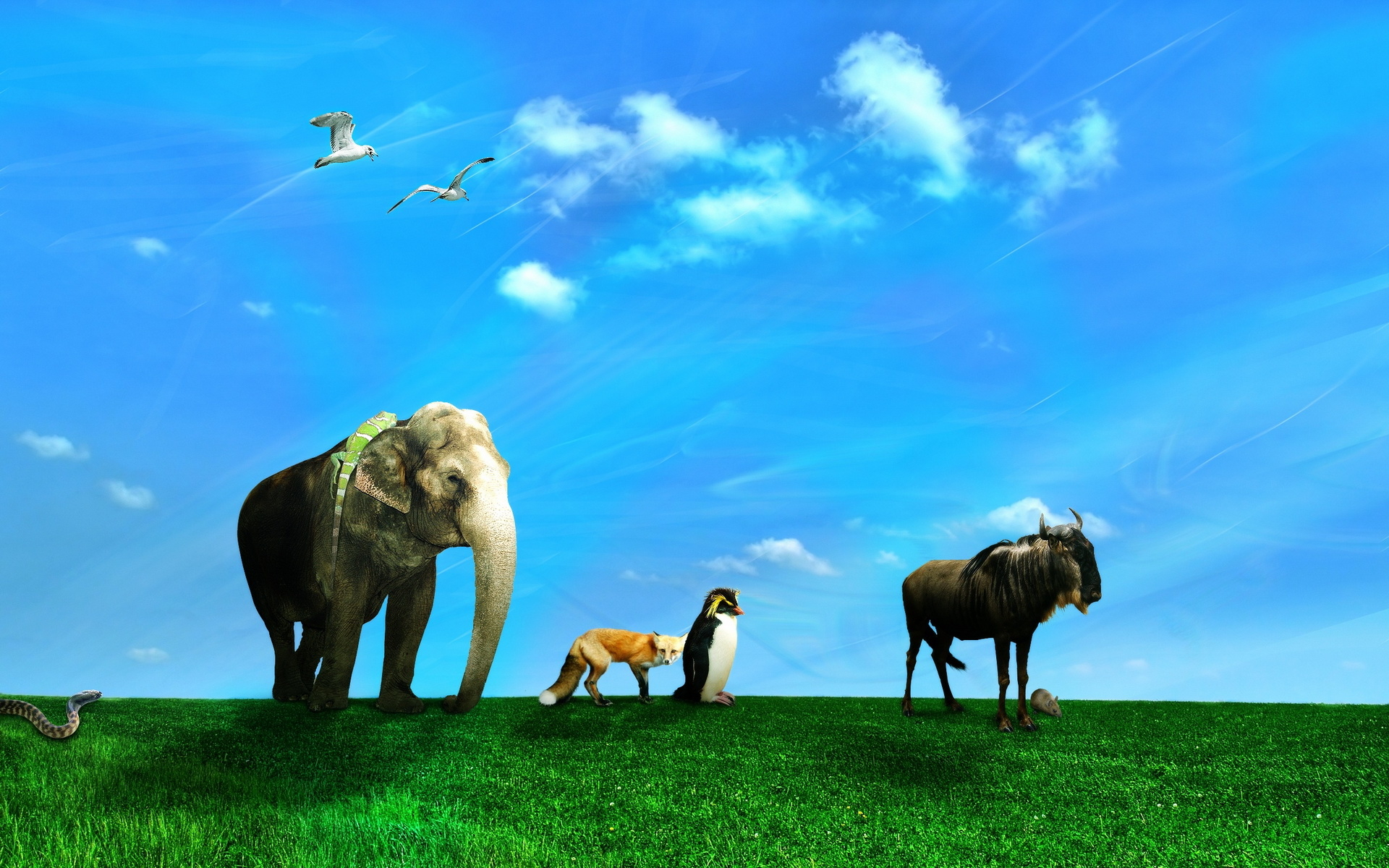 Windows , HD Wallpaper & Backgrounds