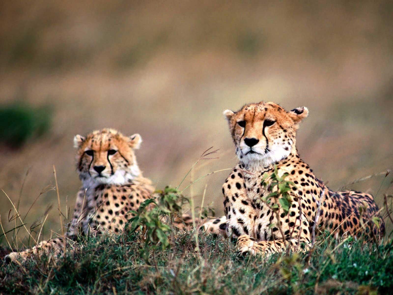 3d Wild Animals Wallpaper - Cheetahs , HD Wallpaper & Backgrounds