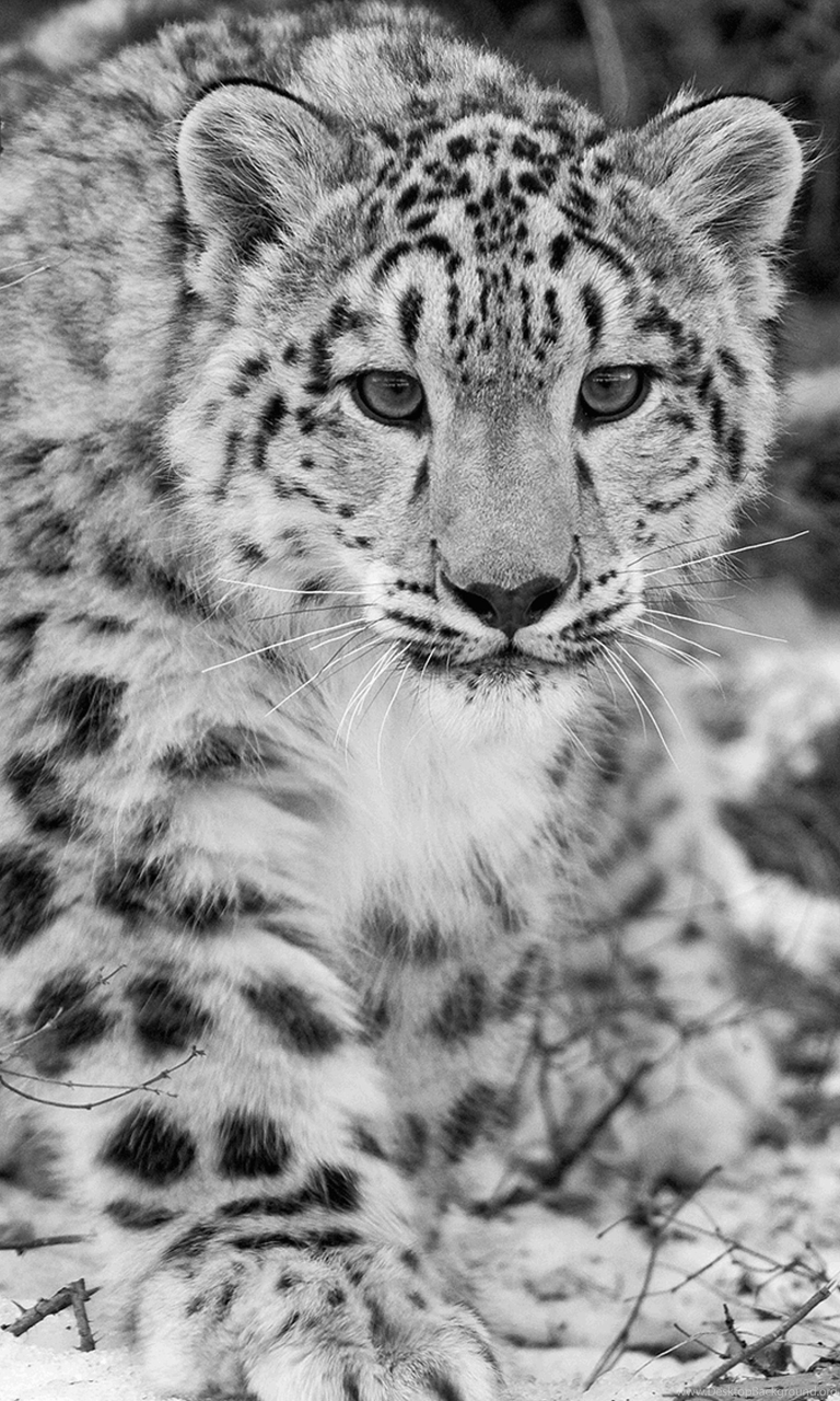 Android - Snow Leopards Common Name , HD Wallpaper & Backgrounds