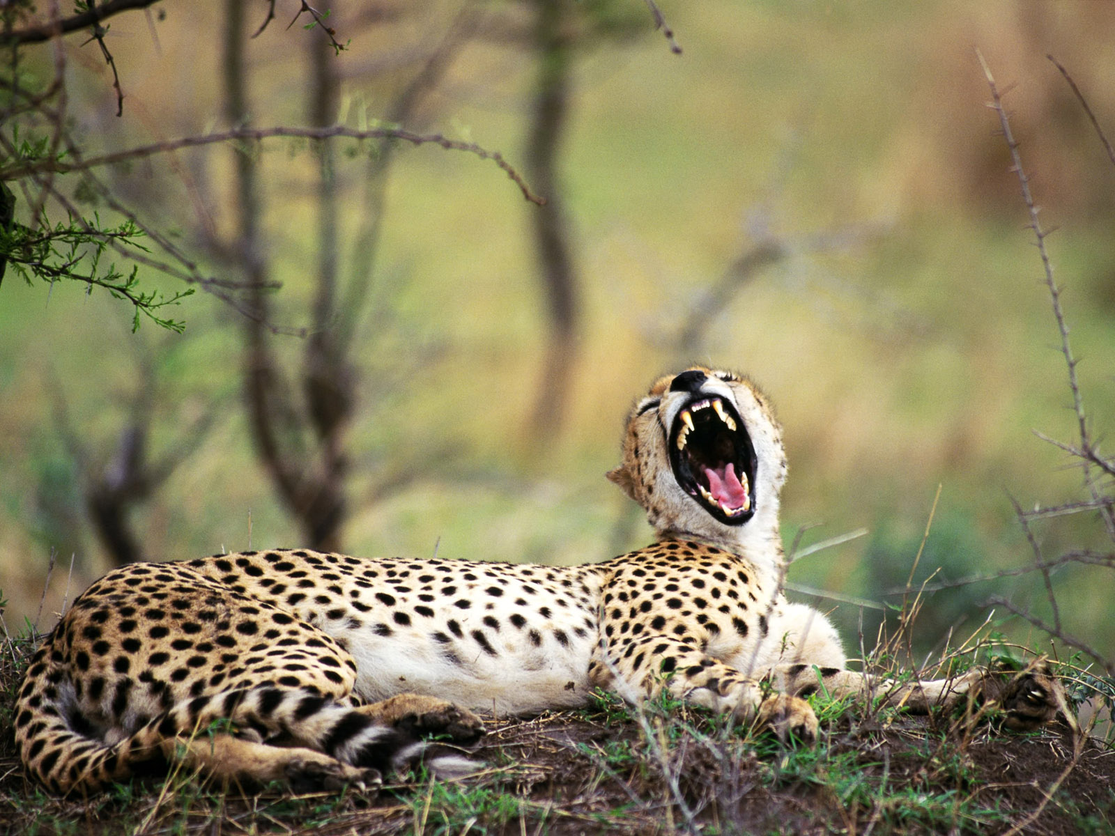 Beautiful Animal - Roaring Cheetah , HD Wallpaper & Backgrounds