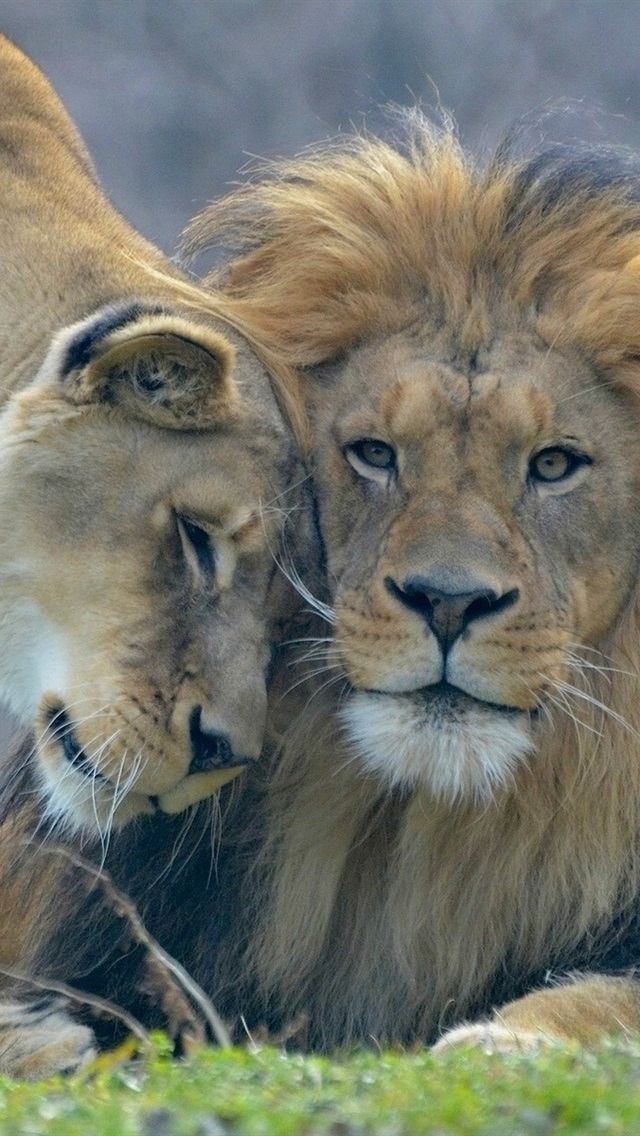 Download This Wallpaper - Male Lion And Lioness , HD Wallpaper & Backgrounds