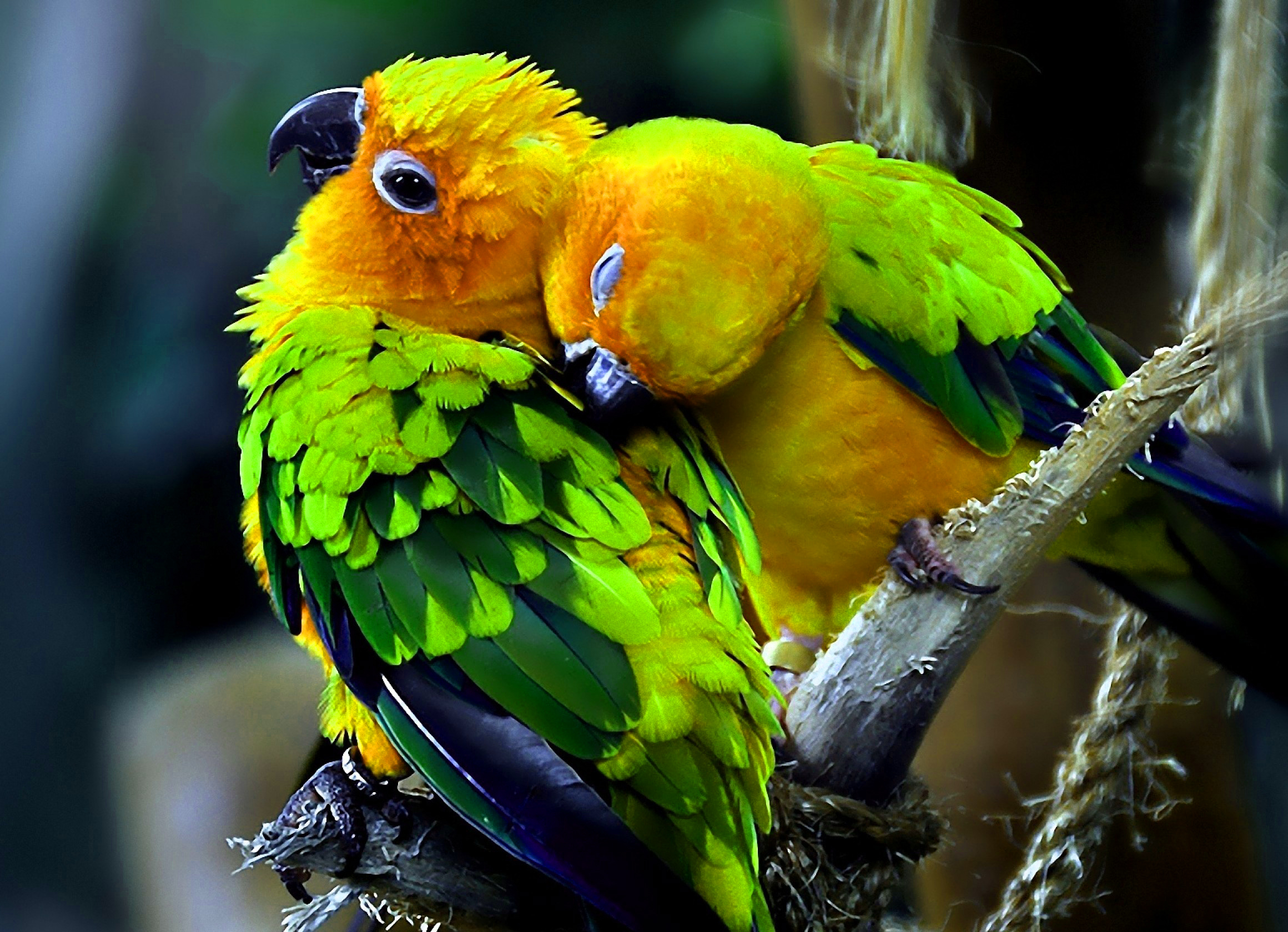 Beautiful Images For Whatsapp Dp With Flower Nature - Parrot Love , HD Wallpaper & Backgrounds