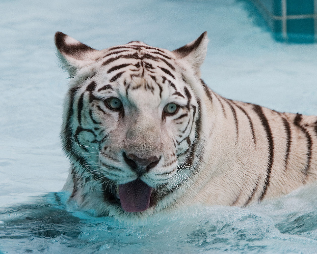 Cute Wild Animals Wallpapers Widescreen 2 Hd Wallpapers - White Tiger In Water , HD Wallpaper & Backgrounds