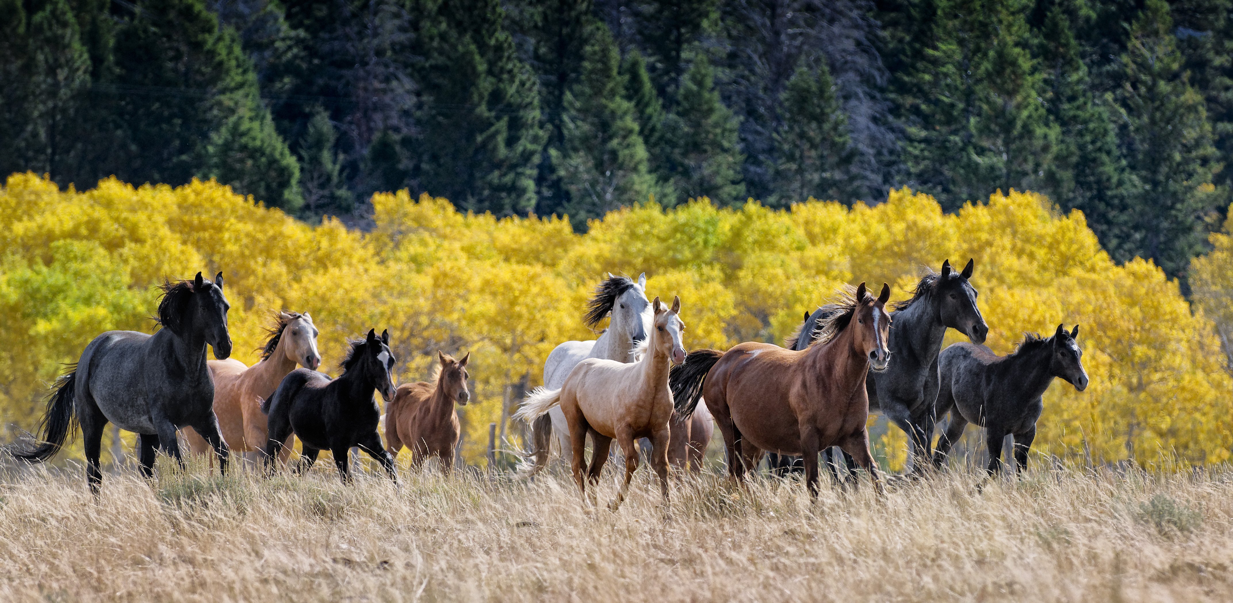 Beautiful Forests With Animals , HD Wallpaper & Backgrounds