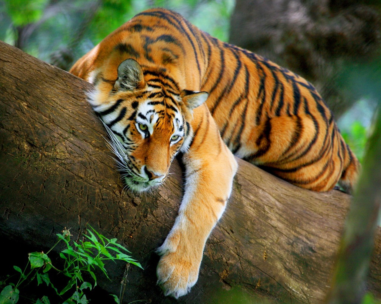 Tiger Forest Leaves Tree Animal Tattoo Designs Free - Bandhavgarh National Park Tiger , HD Wallpaper & Backgrounds