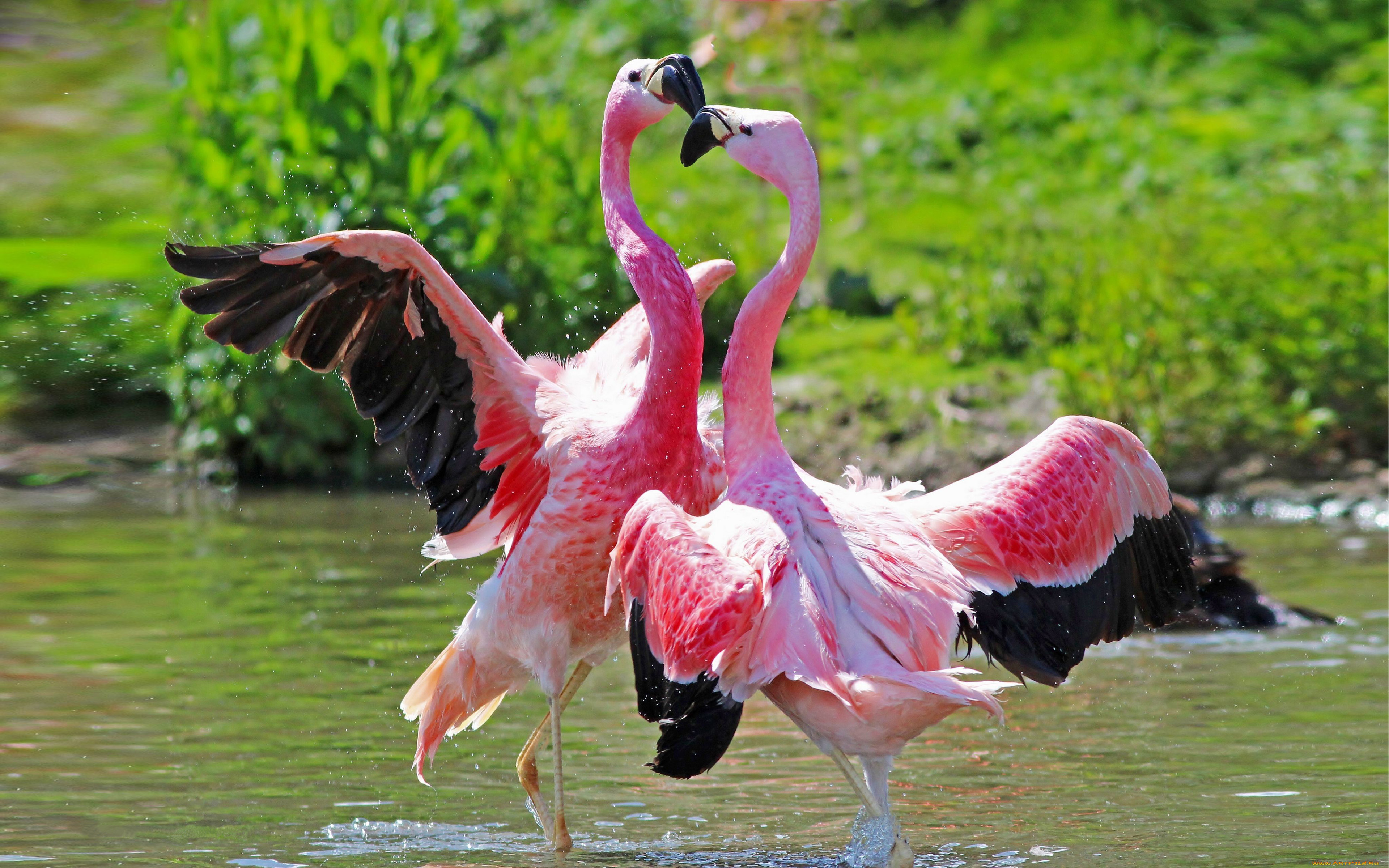 Animal Birds Flamingos Love Foreplay Hd Desktop Wallpaper - Flamingo Dancing , HD Wallpaper & Backgrounds