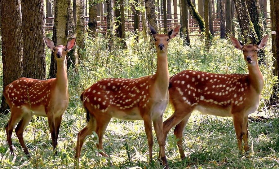 Beautiful Animal Dear Wallpaper - Beutiful Animal And Birds Hd , HD Wallpaper & Backgrounds