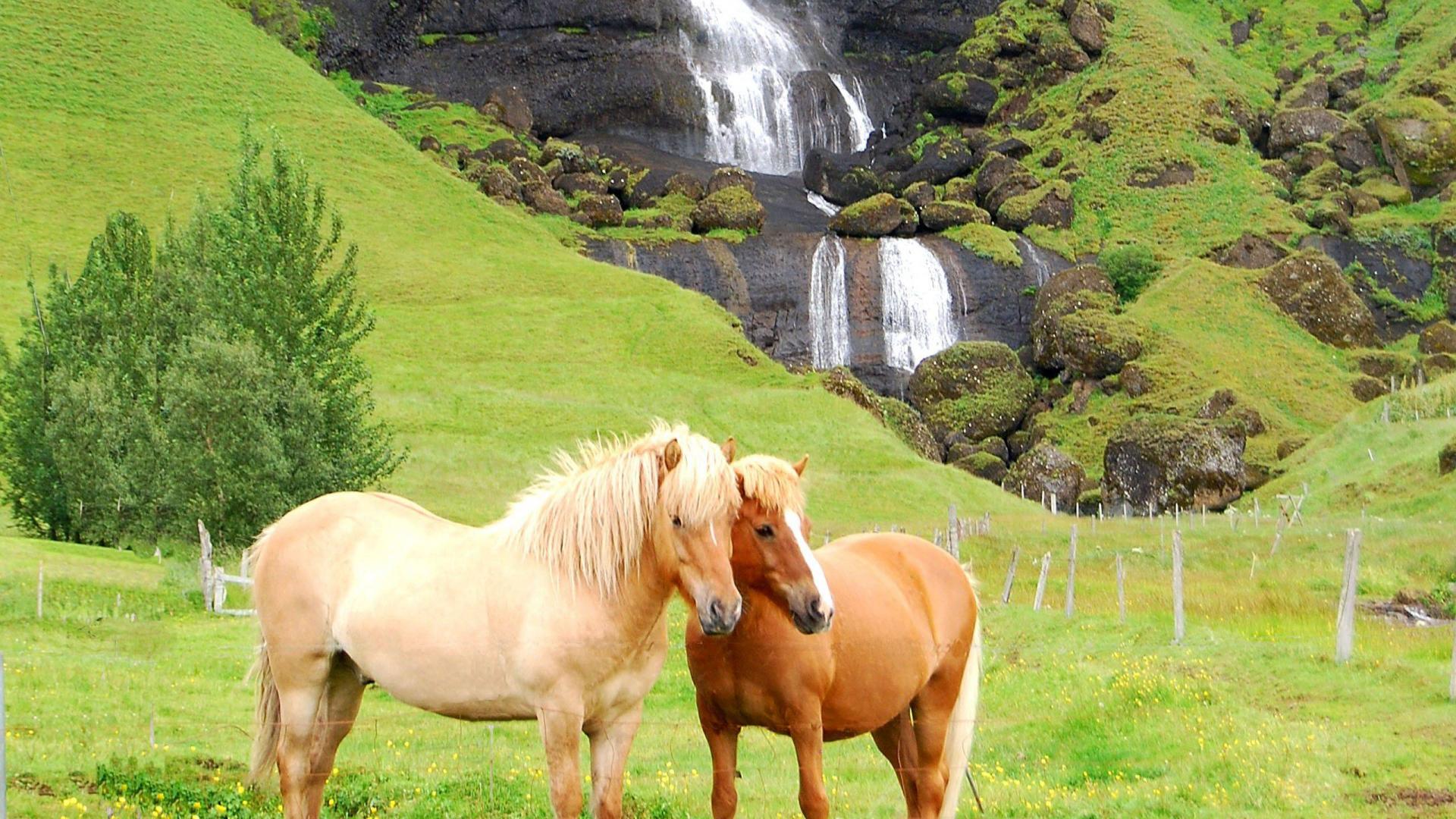 Beautiful Animals Wallpaper - Iceland , HD Wallpaper & Backgrounds