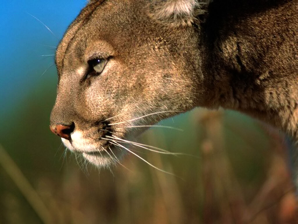 Ready To Attack Puma - Mountain Lion Hd , HD Wallpaper & Backgrounds