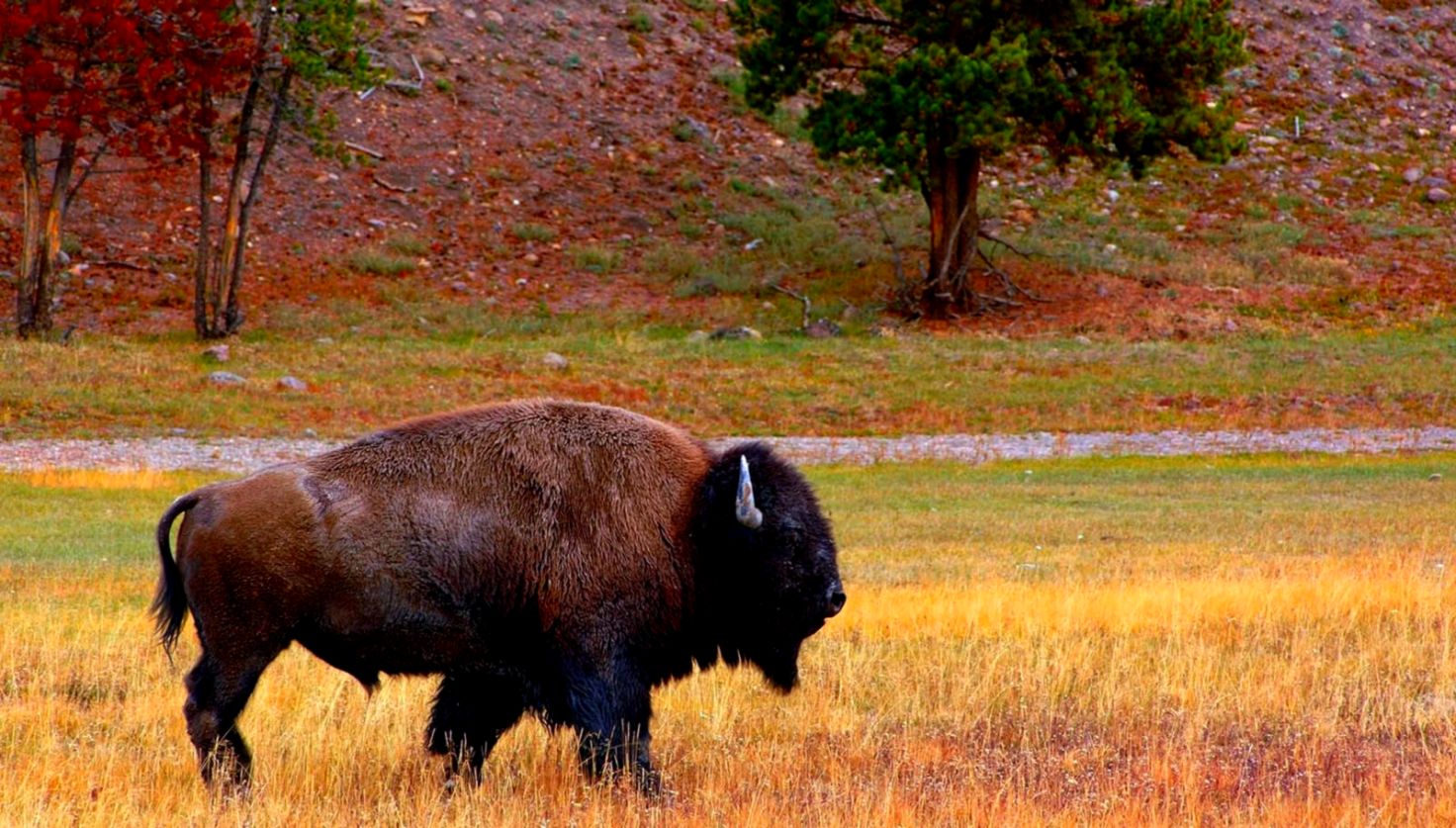 Buffalo Bison Animals Wallpapers Hd Desktop And Mobile - Buffalo Animal , HD Wallpaper & Backgrounds