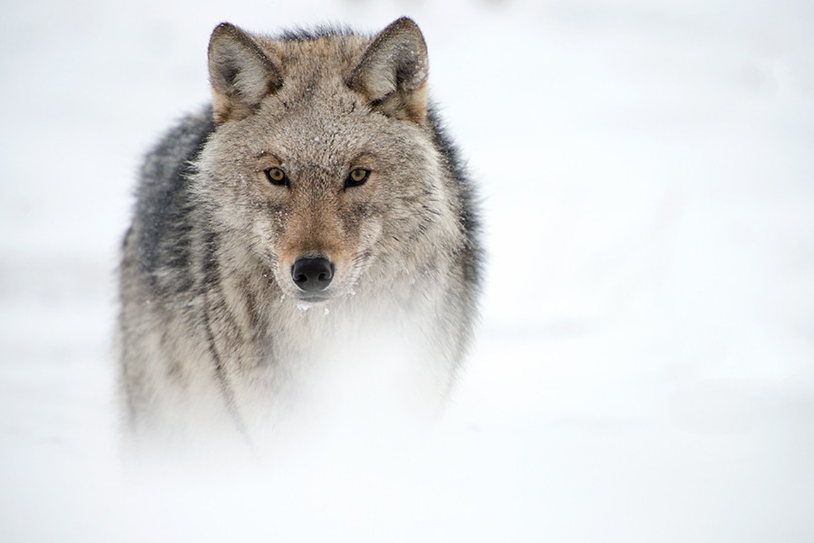 Other Wolves Canislupus Art Black White Wisdom Timber - Wolf , HD Wallpaper & Backgrounds