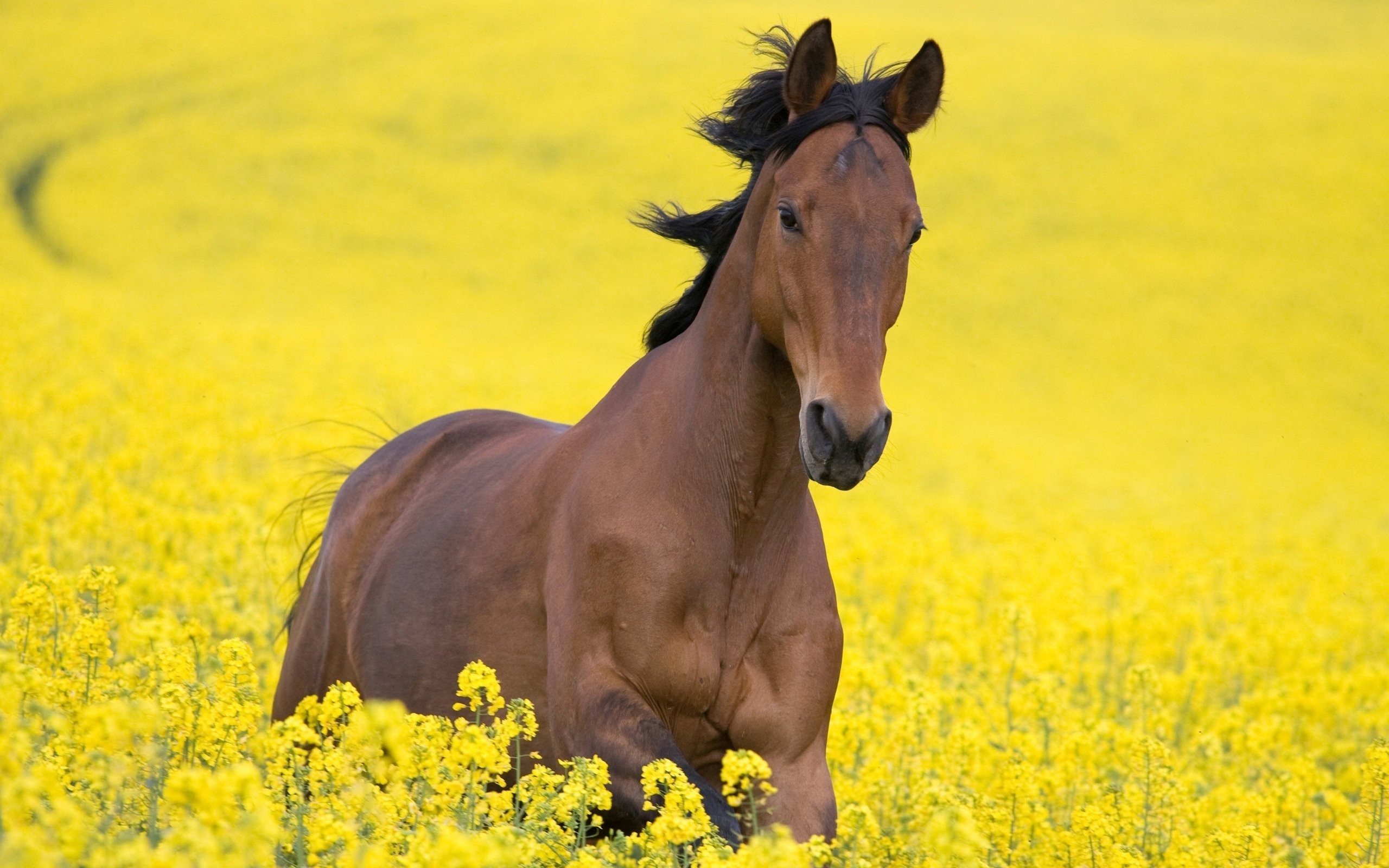 Hd, Desktop Wallpapers Full Hd, Horse, Field,horse, - Kazakh Horse , HD Wallpaper & Backgrounds