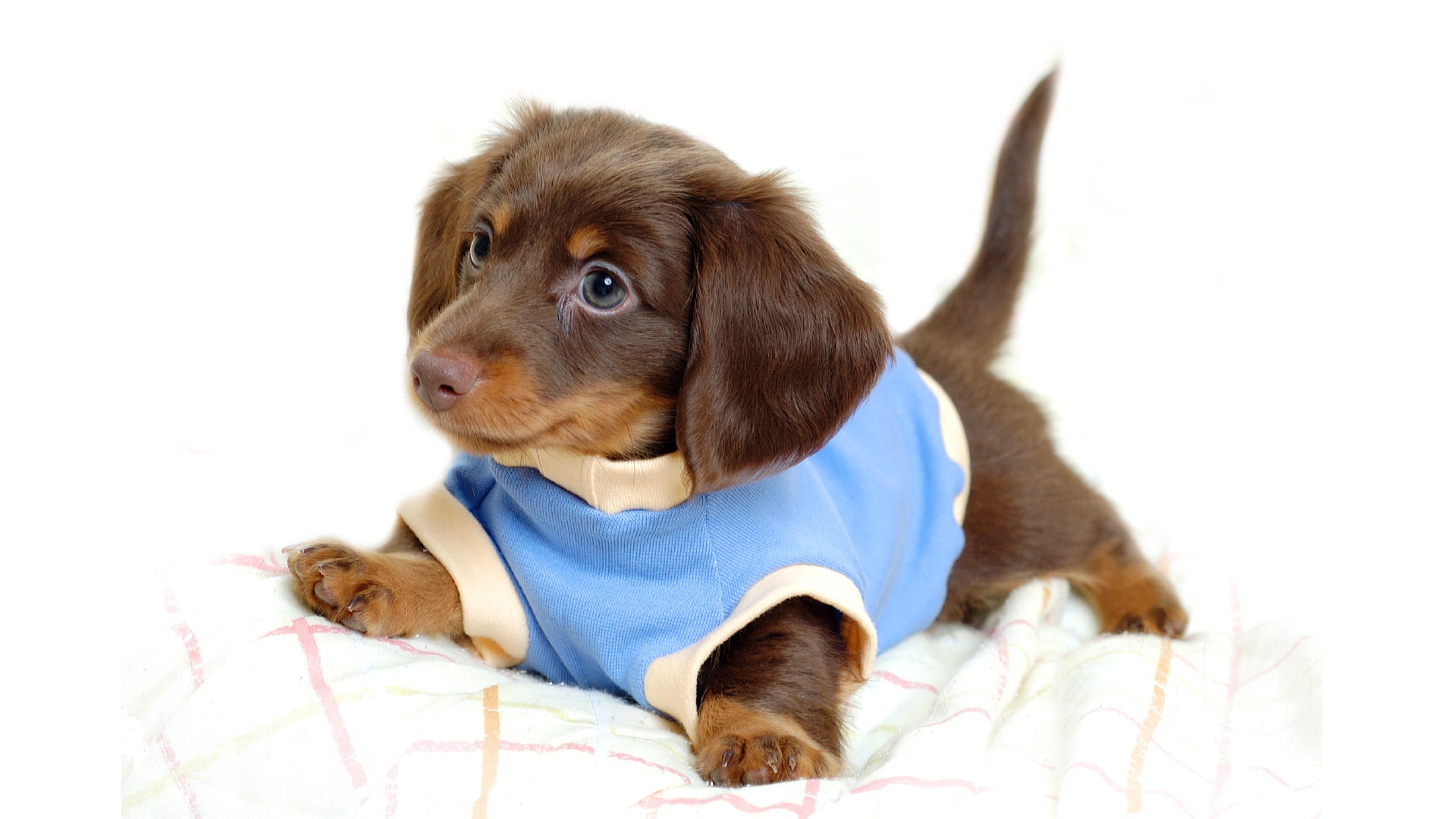 Cute Miniature Dachshund Puppies , HD Wallpaper & Backgrounds
