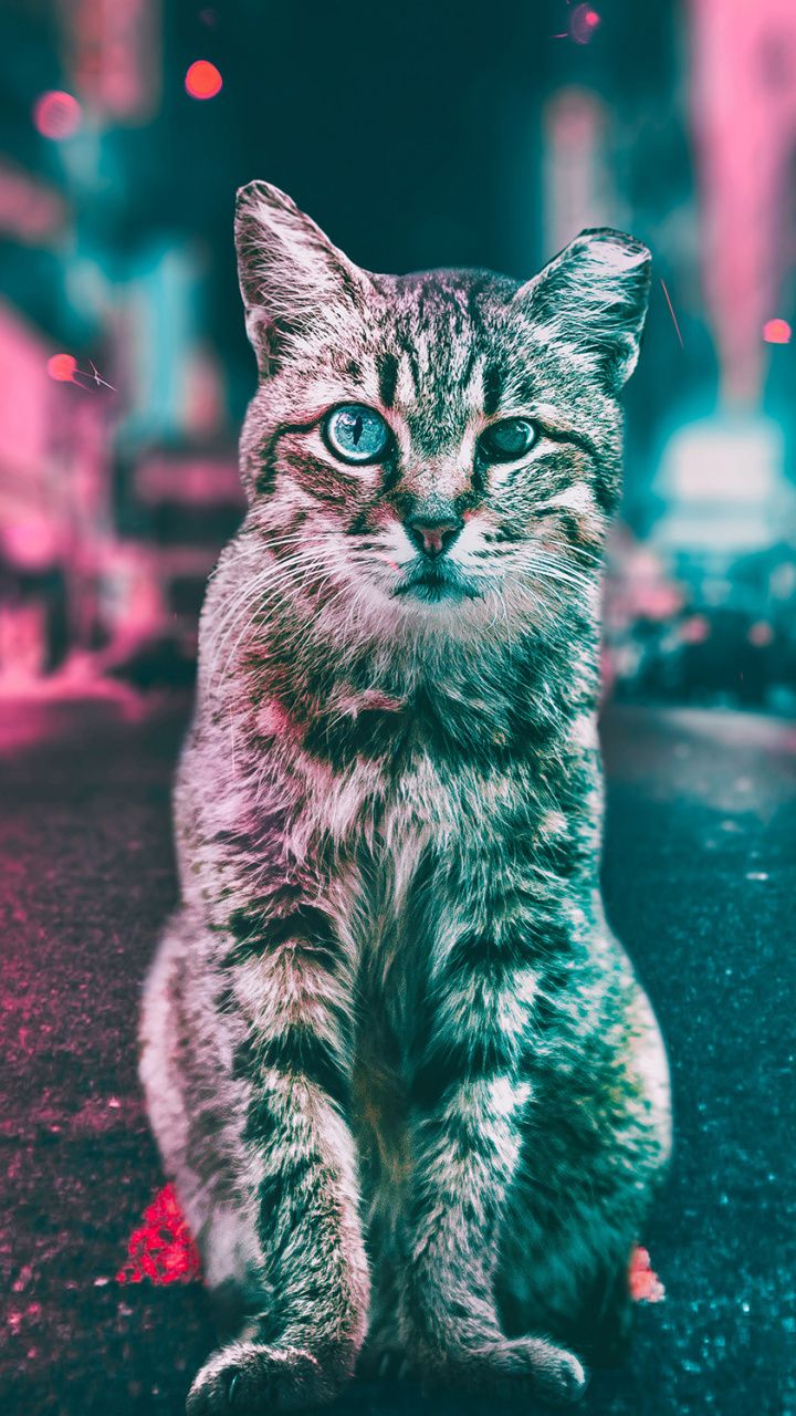 Best Destkop Wallpapers, Wallpapers Hd, Hd Wallpapers - Cat In The Street , HD Wallpaper & Backgrounds