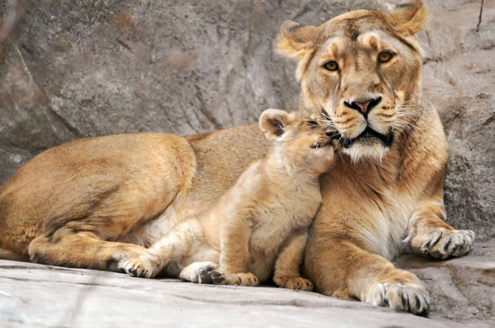 I Love You Mom - Happy Mothers Day Animal , HD Wallpaper & Backgrounds