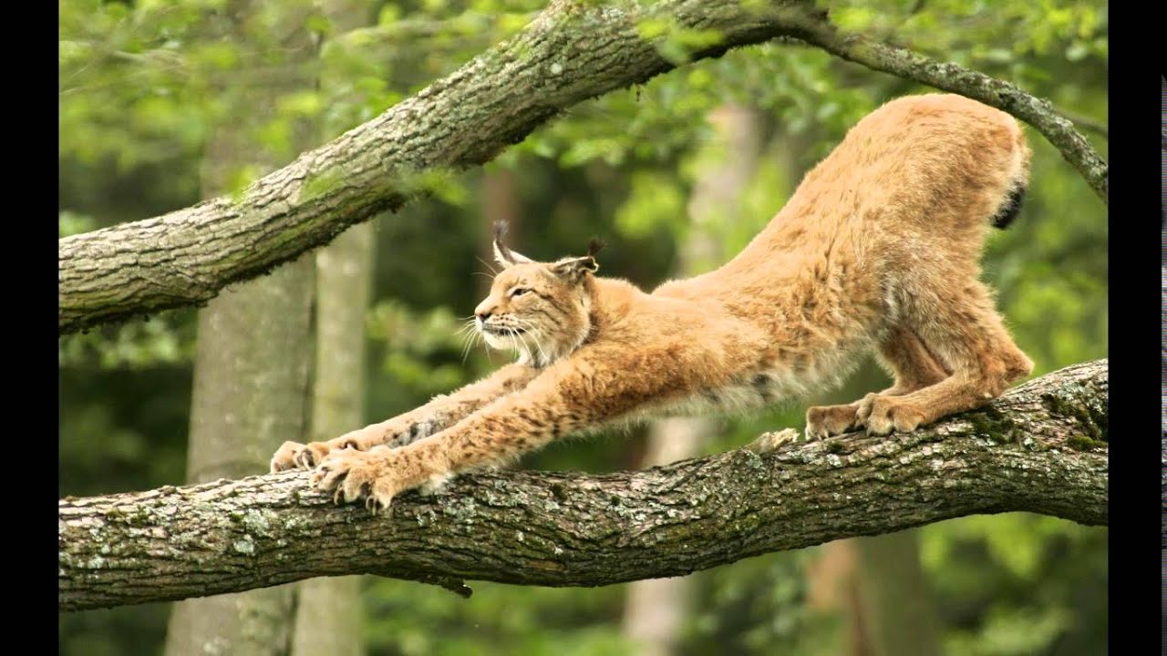 Amazing Animals Hd Wallpapers - Lynx Stretching , HD Wallpaper & Backgrounds