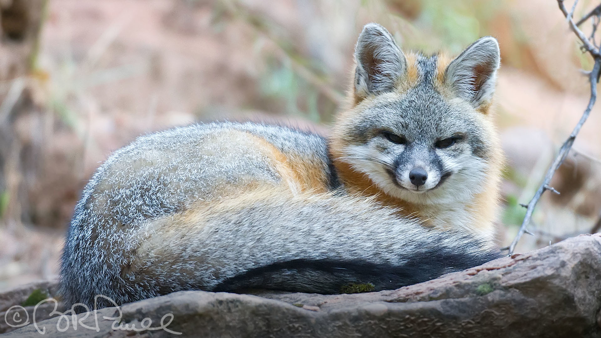 Animal Gray Fox , HD Wallpaper & Backgrounds