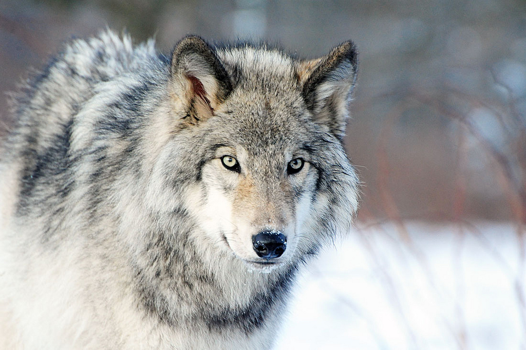 Gray Wolves Wolf , HD Wallpaper & Backgrounds