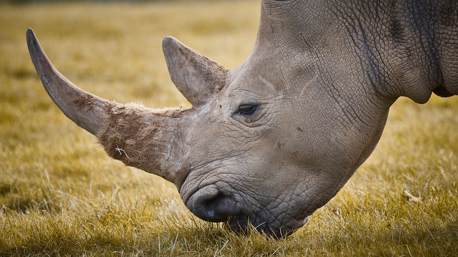 Rhino Hd Wallpapers Free Download Amazing Animal Wallpaper - Rhinoceros , HD Wallpaper & Backgrounds