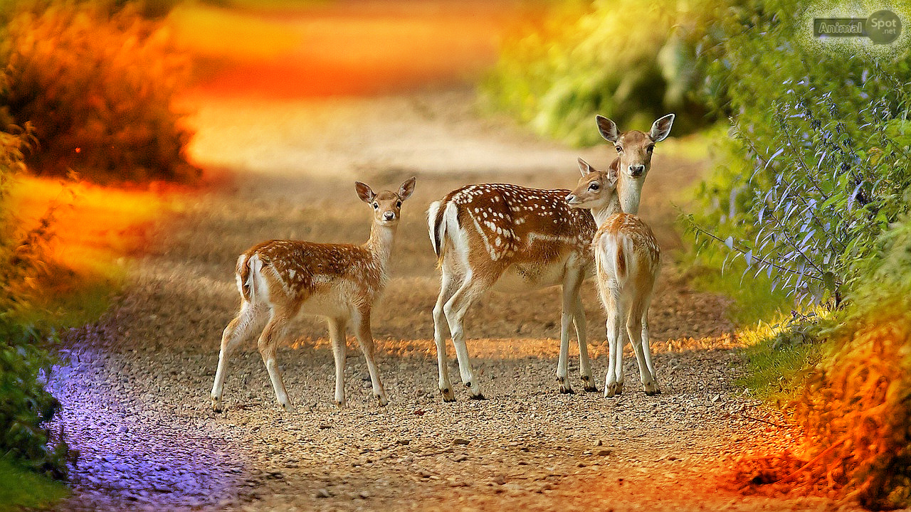 Deer Wallpapers - Hd Wallpapers 1920x1080 Download Free , HD Wallpaper & Backgrounds