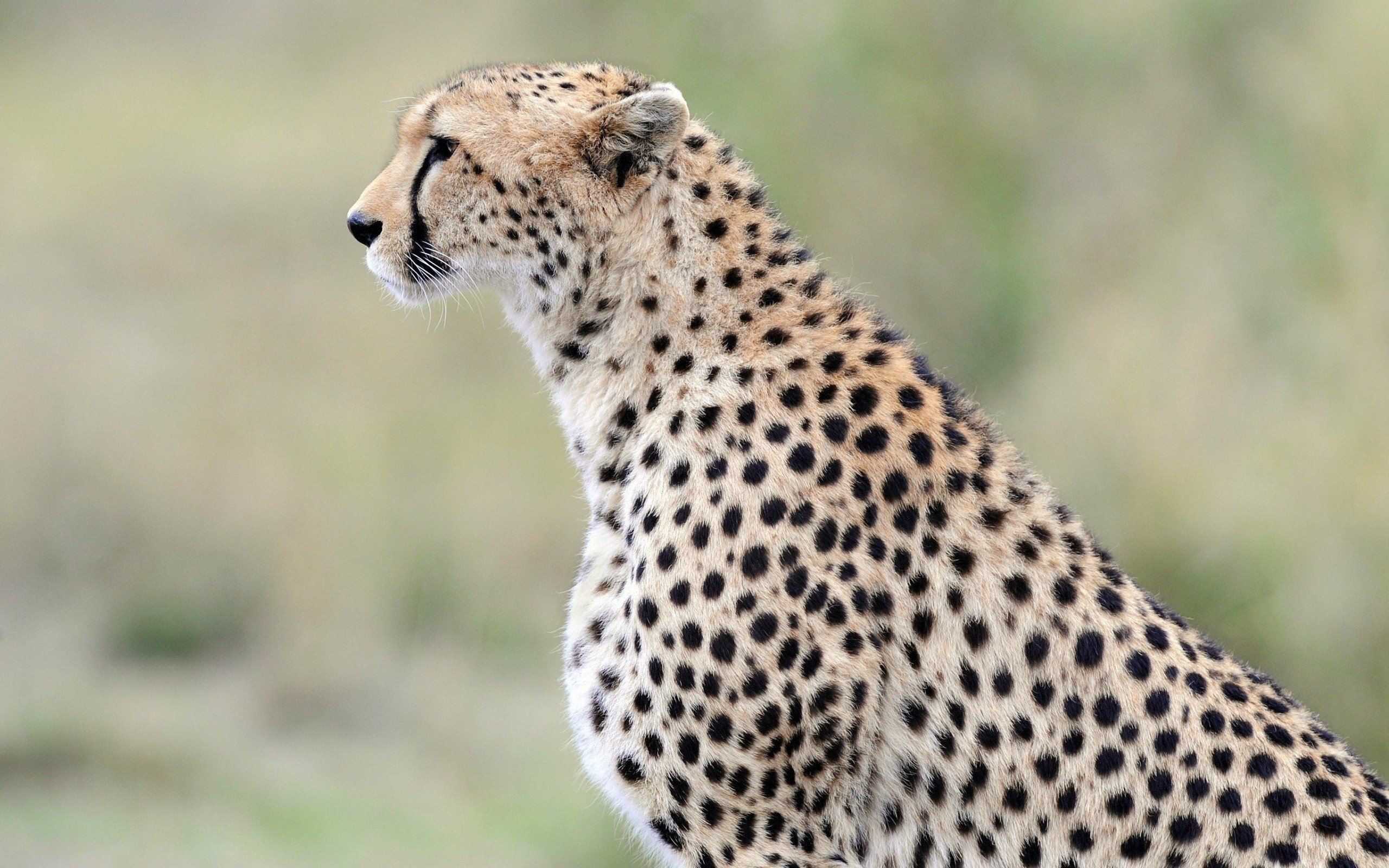 Beauty, Cute, Amazing, Animal, Wild, Cheetah, Anima - Long Hd Blur Background , HD Wallpaper & Backgrounds