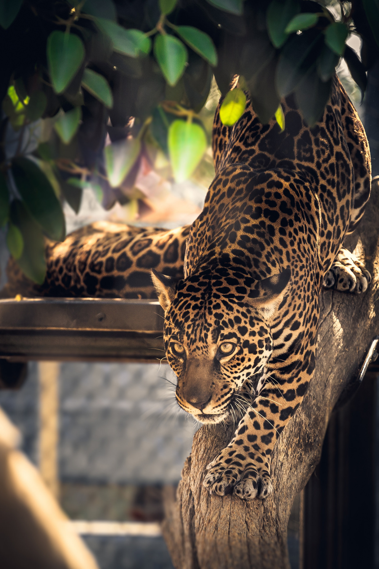 Big Cat Leopard Feline Jaguar Fur Predator Animal Wild - Jaguar Animal Wallpaper Hd Phone , HD Wallpaper & Backgrounds