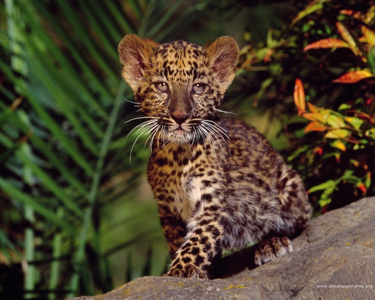 Baby Leopard Nice Cute Amazing Animal Picture Gallery - Animals In Africa , HD Wallpaper & Backgrounds