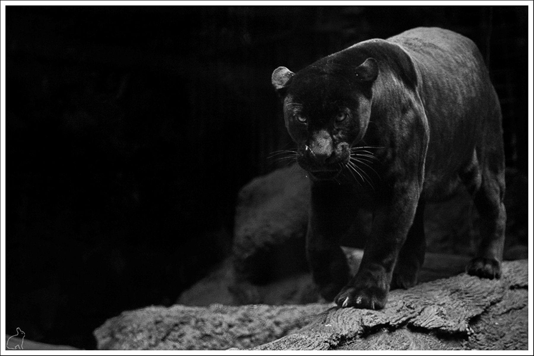 Black Jaguar Wallpaper Animal Pictures Black Jaguar - Black Jaguar Animal , HD Wallpaper & Backgrounds