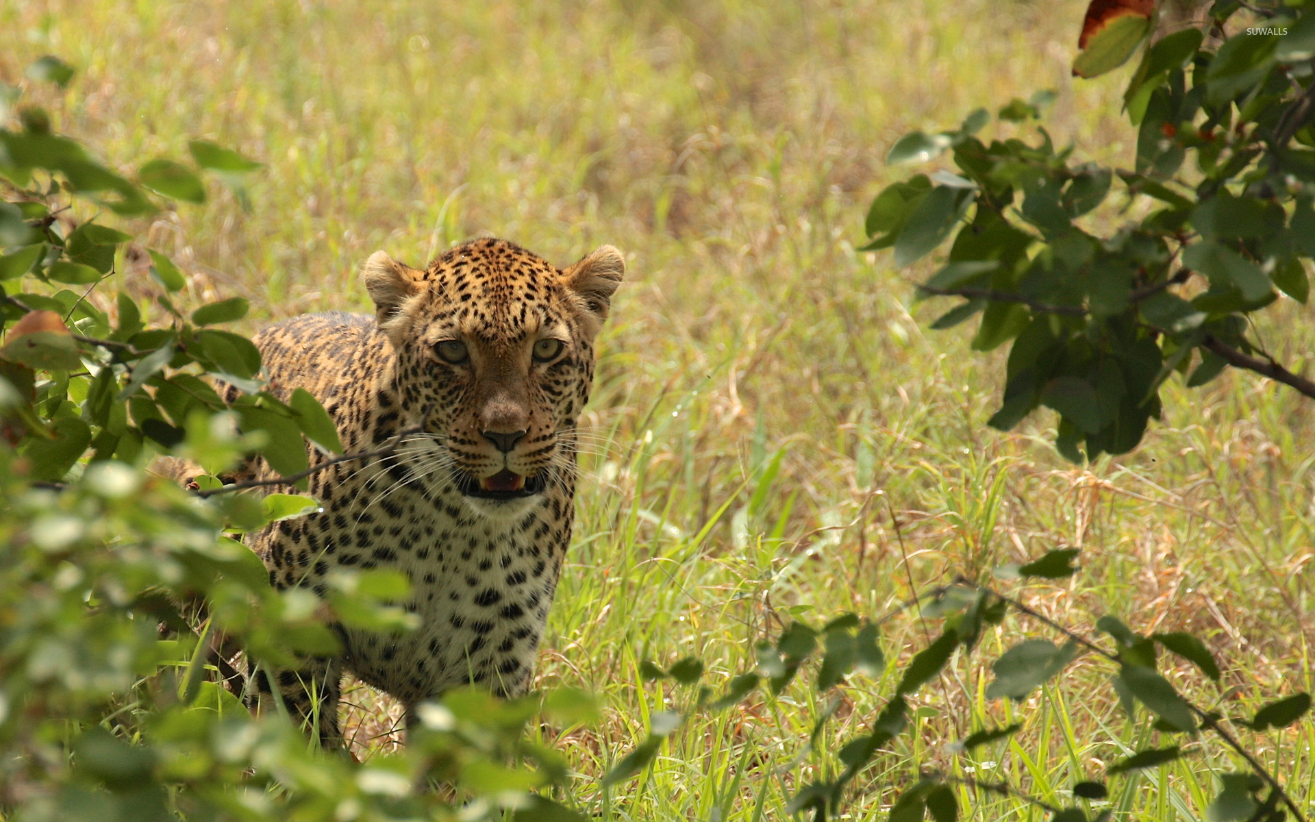 Leopard [23] Wallpaper - African Leopard , HD Wallpaper & Backgrounds