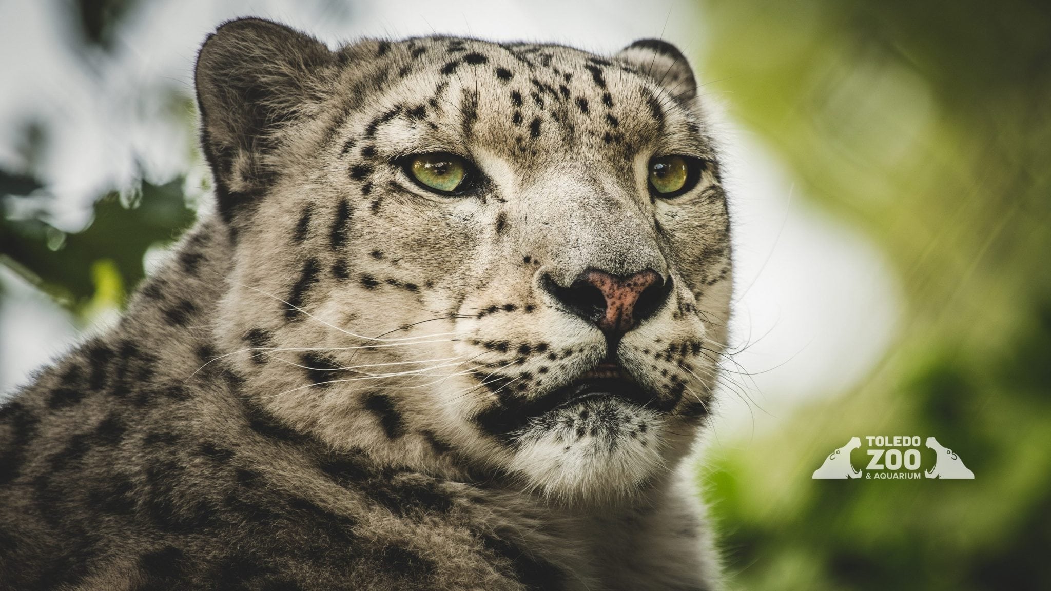 Click On A Thumbnail To Download A Full-size Wallpaper - Snow Leopard , HD Wallpaper & Backgrounds