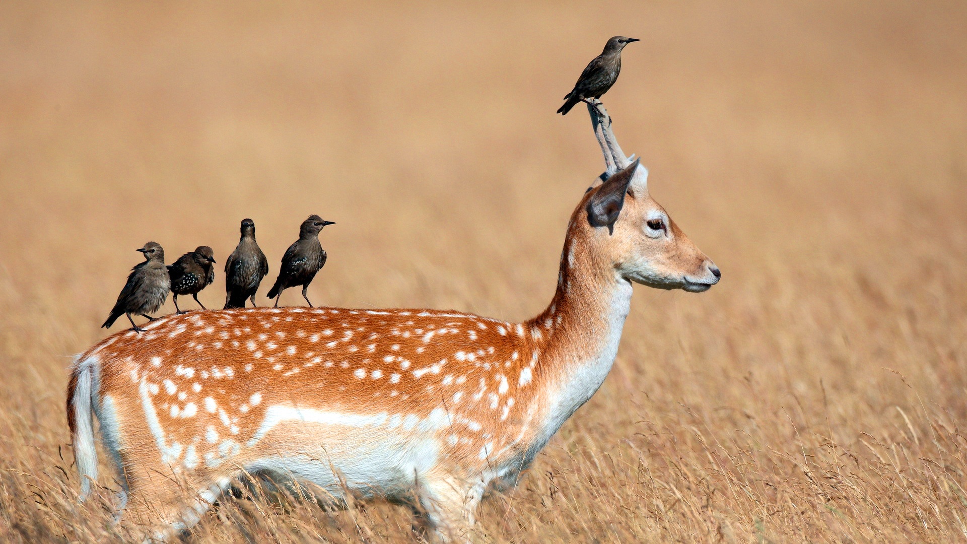 Deer Animal Wallpapers Hd Birds On Deer Animal Wallpapers - Symbiotic Relationships , HD Wallpaper & Backgrounds