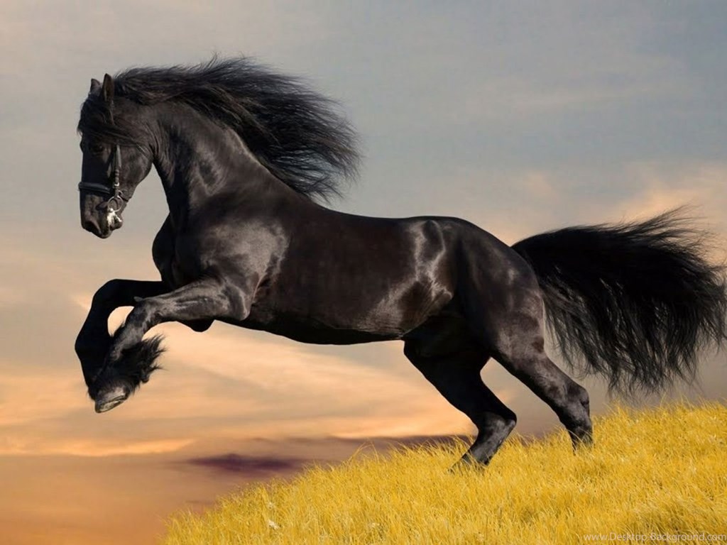 Pretty Picture Of Horse , HD Wallpaper & Backgrounds