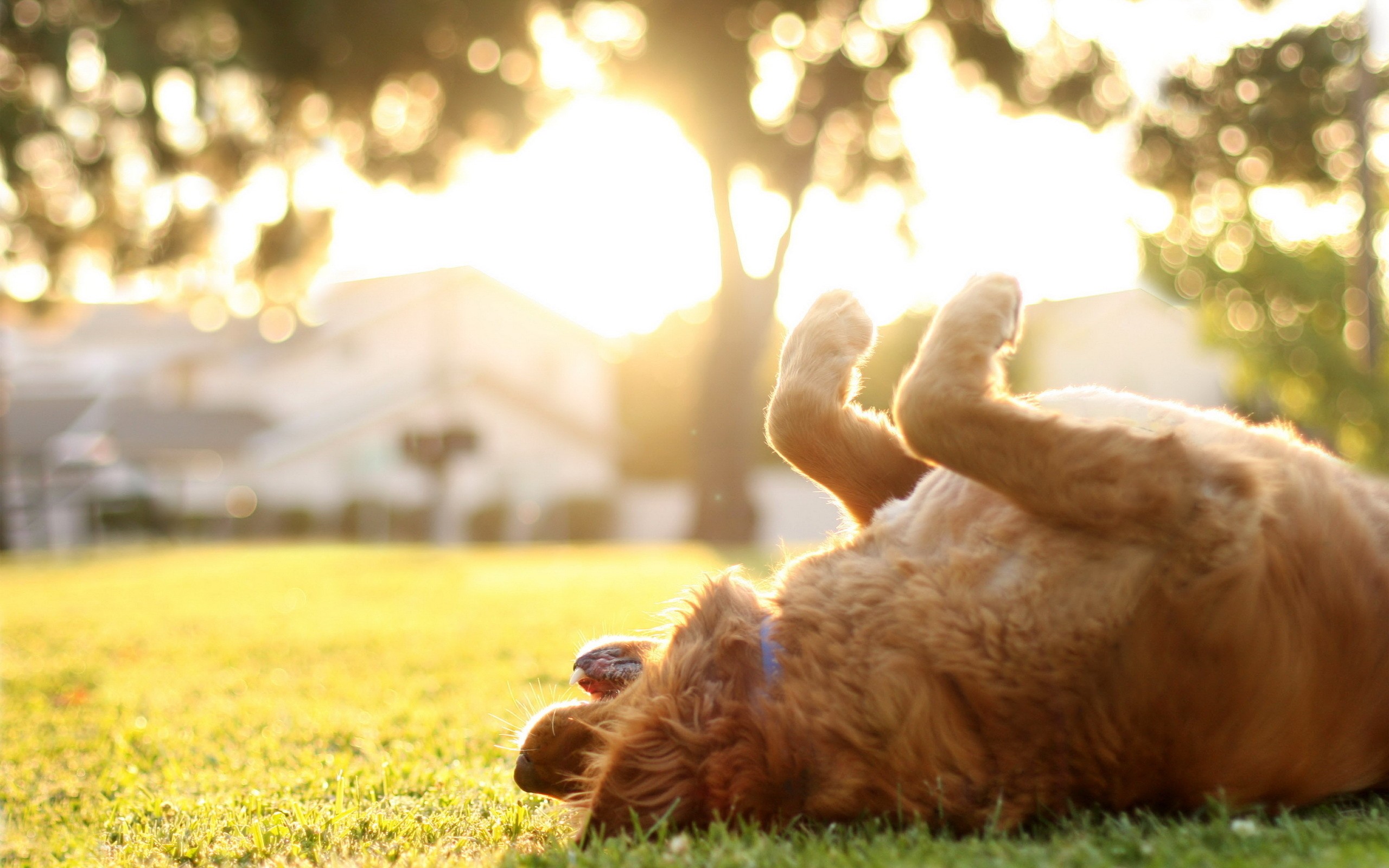 Animal - Dog Wallpaper - Happy Dog In Sunshine , HD Wallpaper & Backgrounds