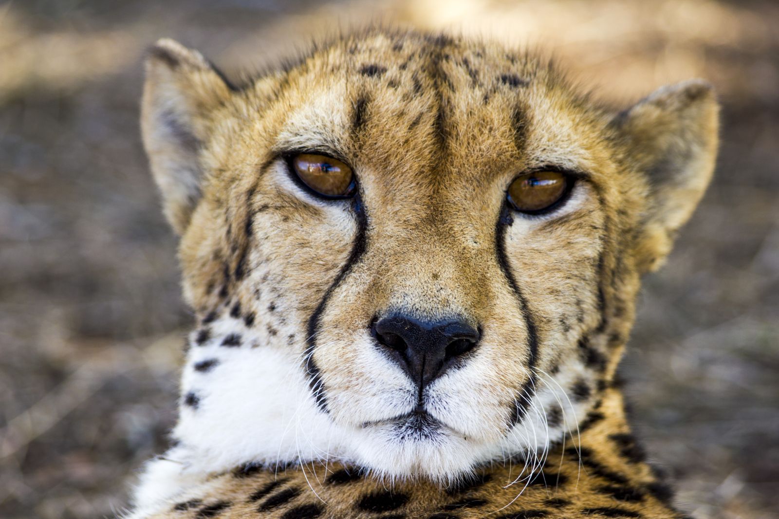 Nature Animal Wallpaper - Cheetah Face Close Up , HD Wallpaper & Backgrounds